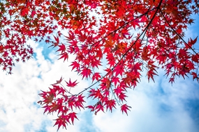 蓝色天空红色枫叶图片